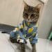 Sweet-Pet-Cat-Clothes-for-Cats-Winter-Cat-Costume-Katten-Gotas-Kedi-Hoodie-Sweater-Puppy-Clothing-3.jpg